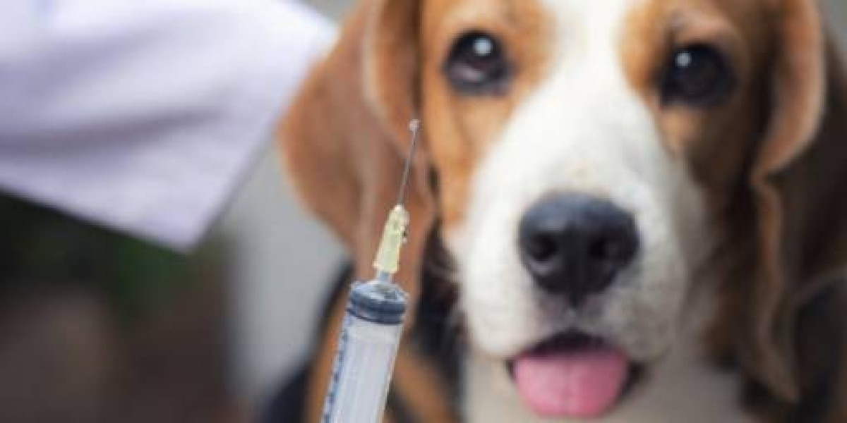 More Accurate Tests for Diagnosing Canine Hypothyroidism in Dogs