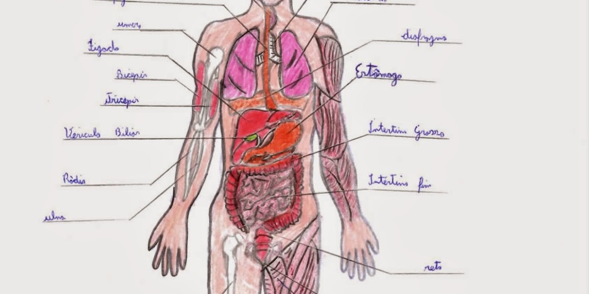 Desvendando os Mistérios do Corpo Humano com o Corpo Explica