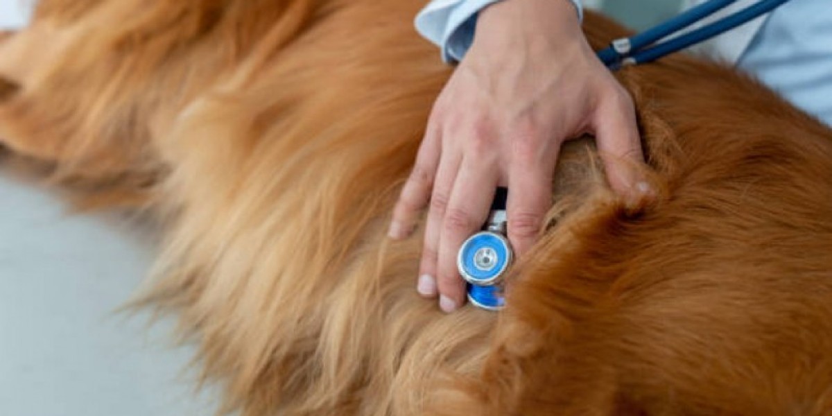 ECG for Pets: When it's Needed?